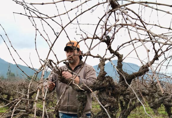 imagen-tienda-cabernet-franc-caracteristicas