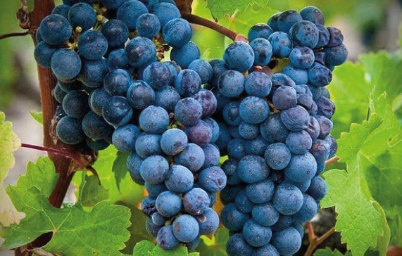 imagen-cepas-de-vino-cabernet-franc-principal