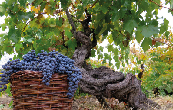 imagen-cepas-de-vino-cabernet-franc-segunda-principal