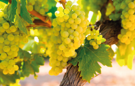 imagen-cepas-de-vino-chardonnay-principal