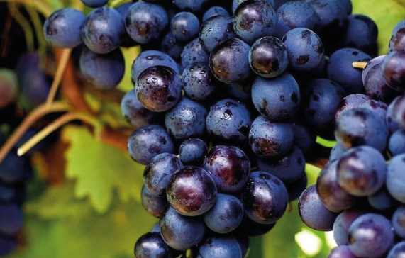 imagen-cepas-de-vino-moscatel-principal
