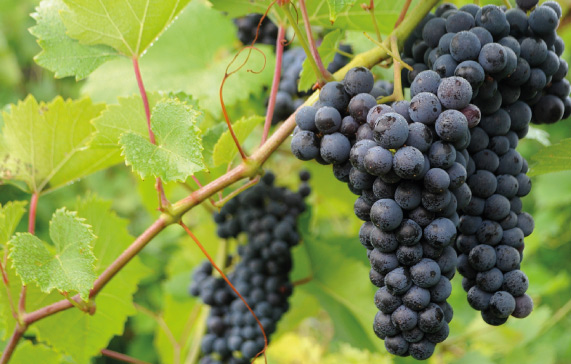 imagen-cepas-de-vino-pais-principal
