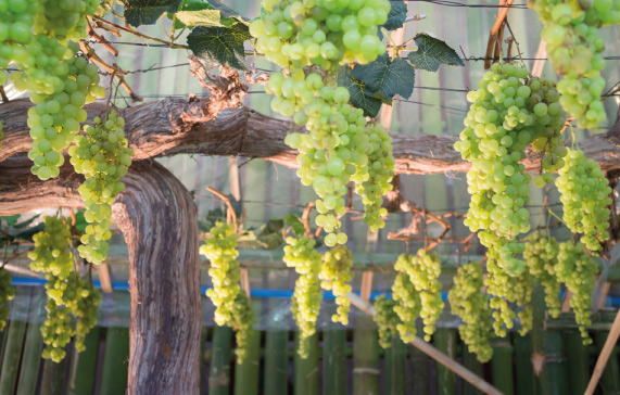 imagen-cepas-de-vino-semillon-principal