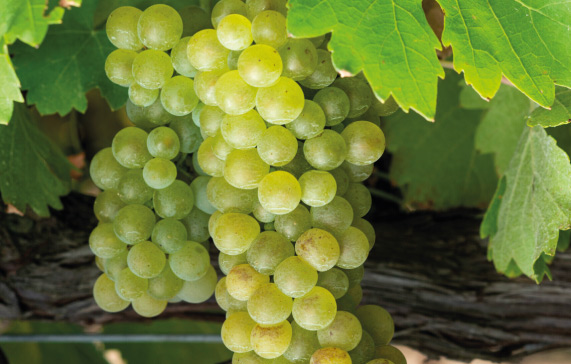 imagen-cepas-de-vino-semillon-segunda-principal-viñajpg